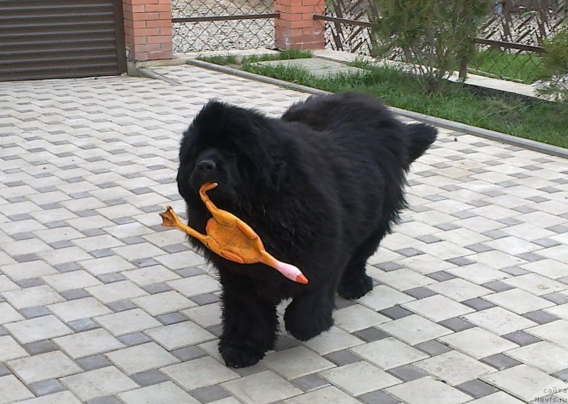 Фото: ньюфаундленд Чак Черокки