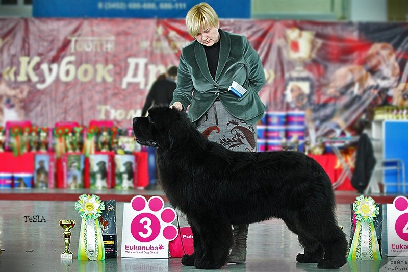 Фото: ньюфаундленд Акватория Келвин Фэйс Контрол (Aquatoriya Kelvin Fase Control)