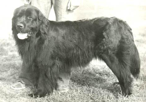 Фото: ньюфаундленд Злата Девольф