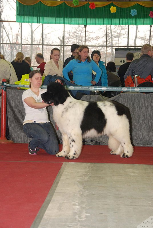 Фото: ньюфаундленд Callistos Blitzen