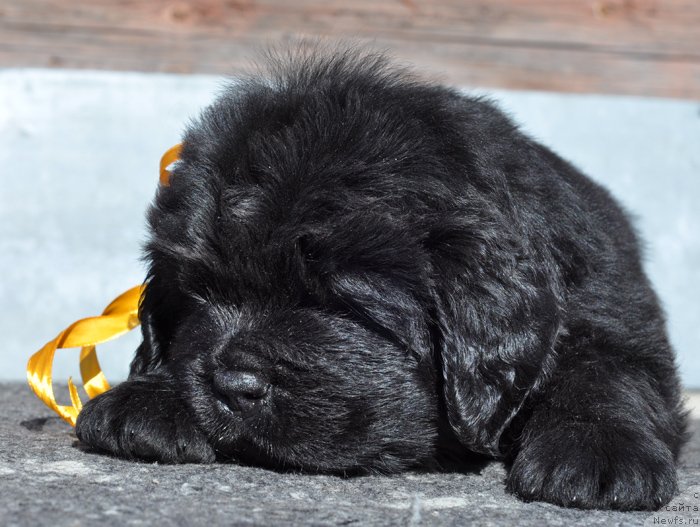 Фото: Дети  [d11753], ньюфаундленд Bjornebandens Nancy Wilson