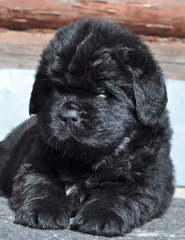 Фото: Дети  [d11753], ньюфаундленд Bjornebandens Nancy Wilson