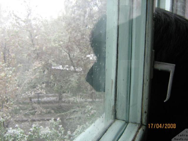 Фото: ньюфаундленд Женевьев Гарни Ледэн