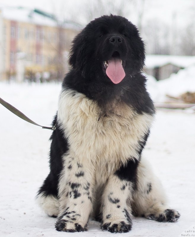 Фото: ньюфаундленд Плюшевая Панда Цаи Шен (Plushevaya Panda Cai Shen)
