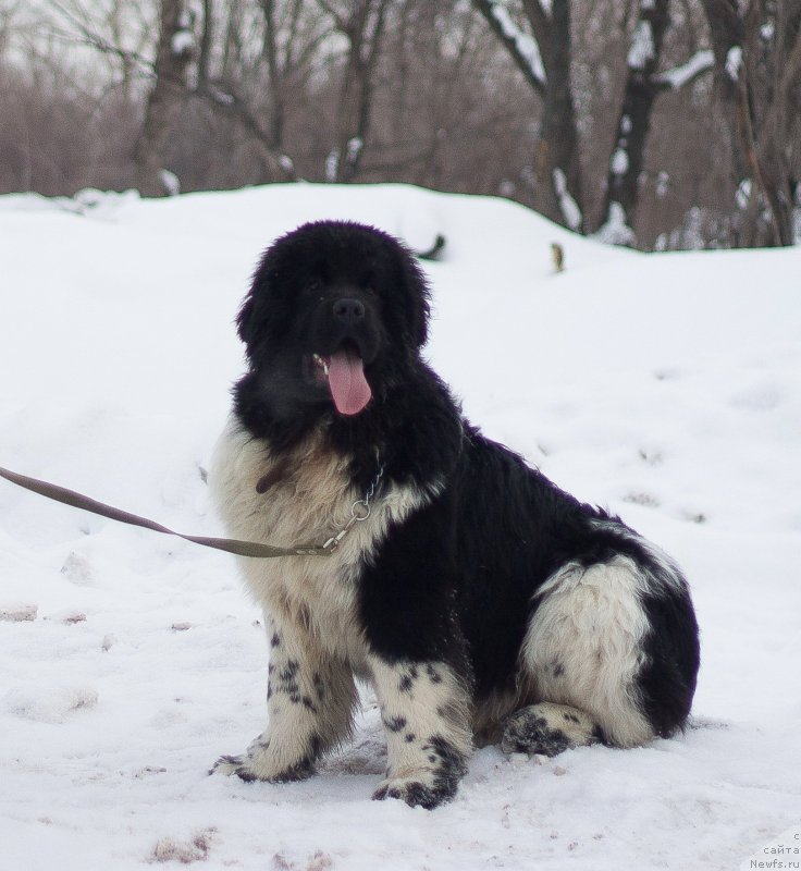 Фото: ньюфаундленд Плюшевая Панда Цаи Шен (Plushevaya Panda Cai Shen)