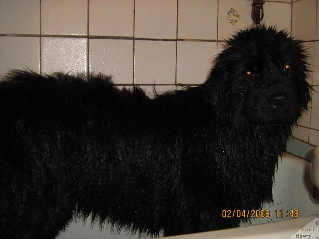 Фото: ньюфаундленд Женевьев Гарни Ледэн