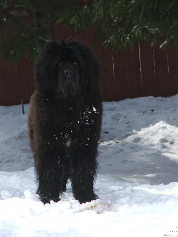 Фото: ньюфаундленд Deep Love Hammer for Plushevaya Panda