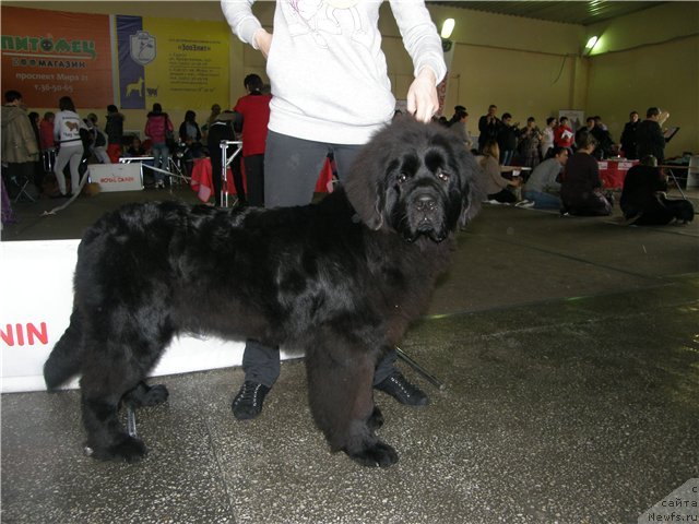 Фото: ньюфаундленд Аквиан Сонг Инсайд Ми Ворд