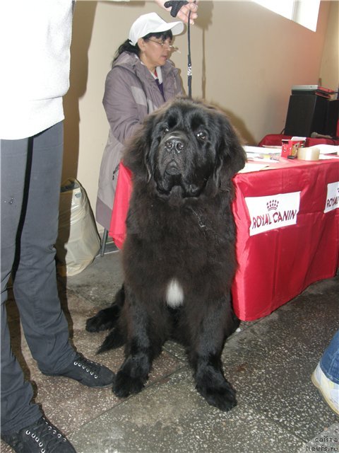 Фото: ньюфаундленд Аквиан Сонг Инсайд Ми Ворд