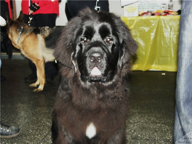 Фото: ньюфаундленд Аквиан Сонг Инсайд Ми Ворд