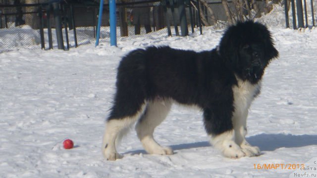 Фотография № 121435