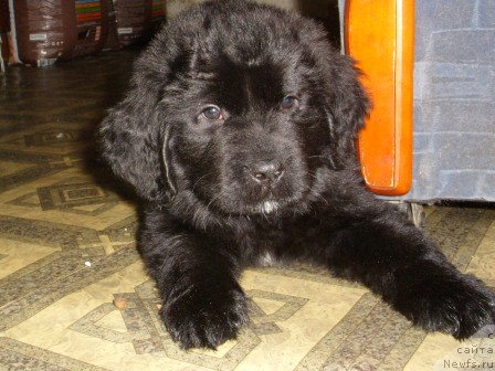 Фото: СЫНОК, ньюфаундленд Черный Шарм Амбер Бест Дог ФО Марлеон, ньюфаундленд Эллада Богиня Моря