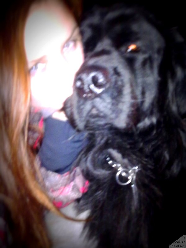 Фото: ньюфаундленд Рэш