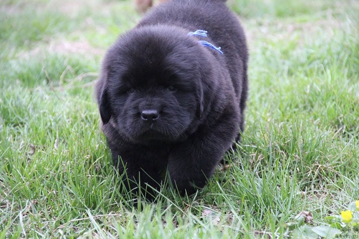 Фото: ньюфаундленд Честный Чиф с Берега Дона (Chestnyj Chif s Berega Dona)