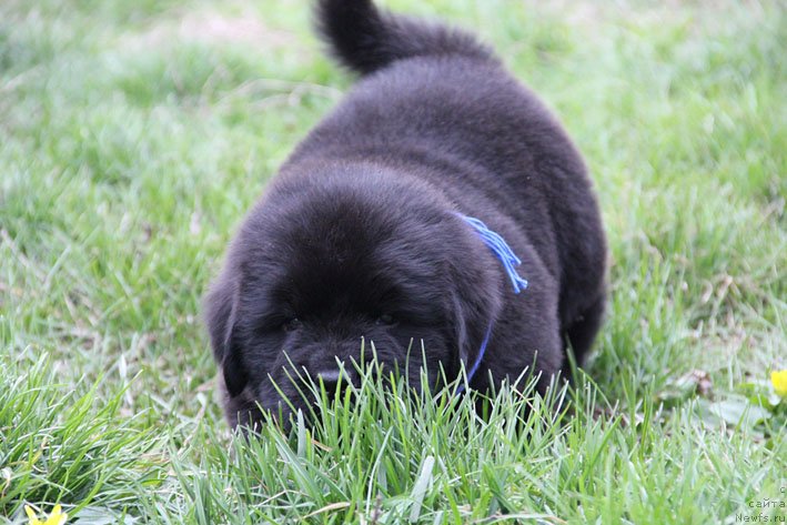 Фото: ньюфаундленд Честный Чиф с Берега Дона (Chestnyj Chif s Berega Dona)