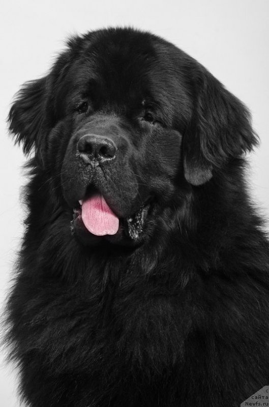 Фото: ньюфаундленд Принц Альфинский