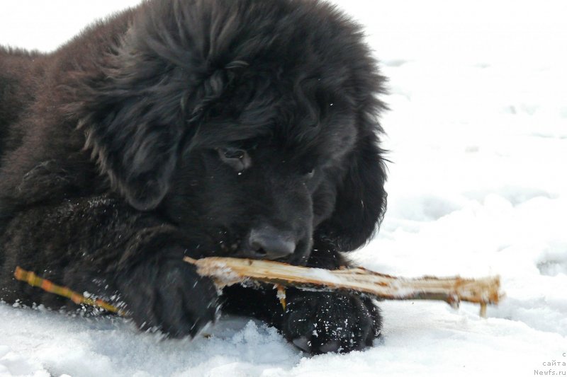 Фото: ньюфаундленд Фанньюф Гендальф Грейт