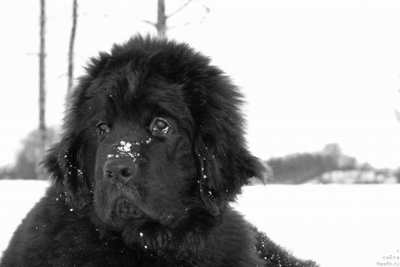 Фото: ньюфаундленд Фанньюф Гендальф Грейт