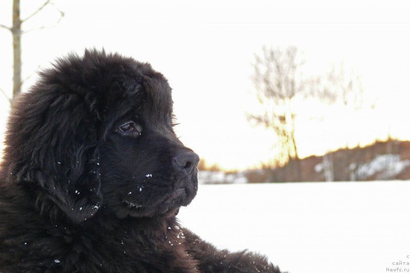 Фото: ньюфаундленд Фанньюф Гендальф Грейт