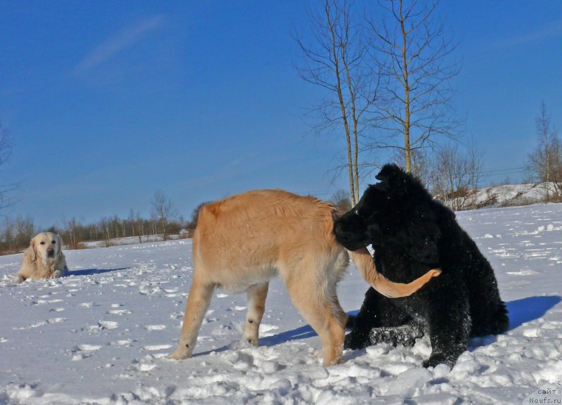 Фото: ньюфаундленд Фанньюф Гендальф Грейт