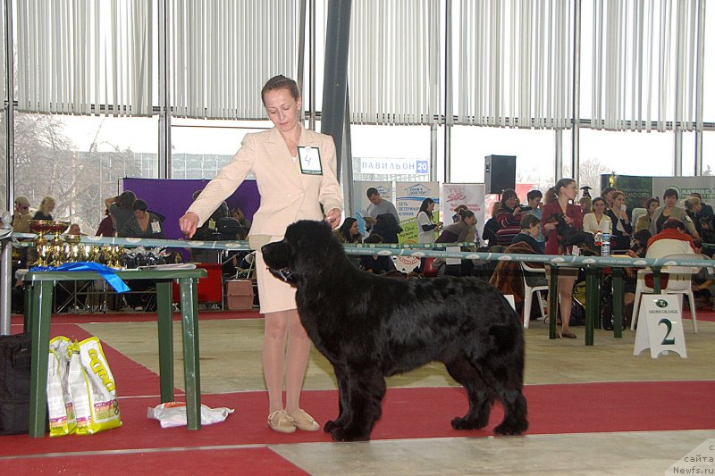 Фото: ньюфаундленд Топтыжка Герой Нашего Времени (Toptyzhka Geroy Nashego Vremeni), Антонина Чигвинцева