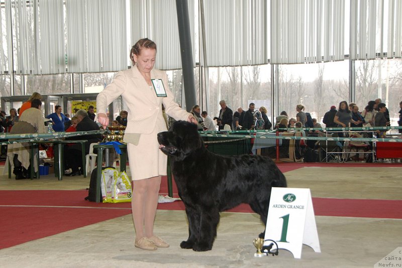 Фото: ньюфаундленд Топтыжка Герой Нашего Времени (Toptyzhka Geroy Nashego Vremeni), Антонина Чигвинцева