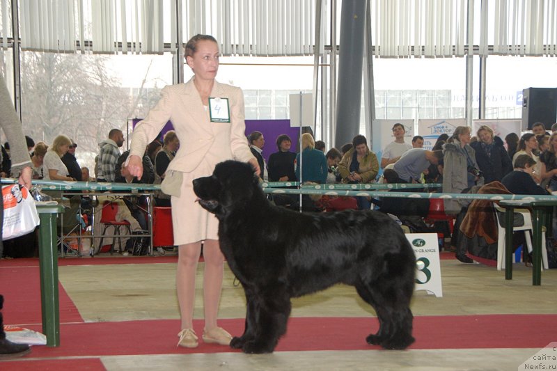 Фото: ньюфаундленд Топтыжка Герой Нашего Времени (Toptyzhka Geroy Nashego Vremeni), Антонина Чигвинцева