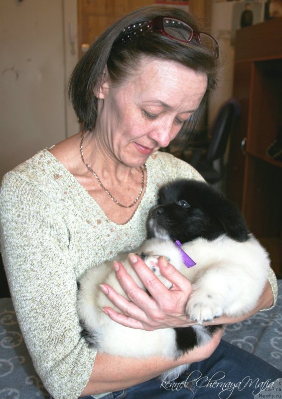 Фото: Ольга Королева, ньюфаундленд Черная Мафия Зебра Тиме (Chernaya Mafia Zebra Time)