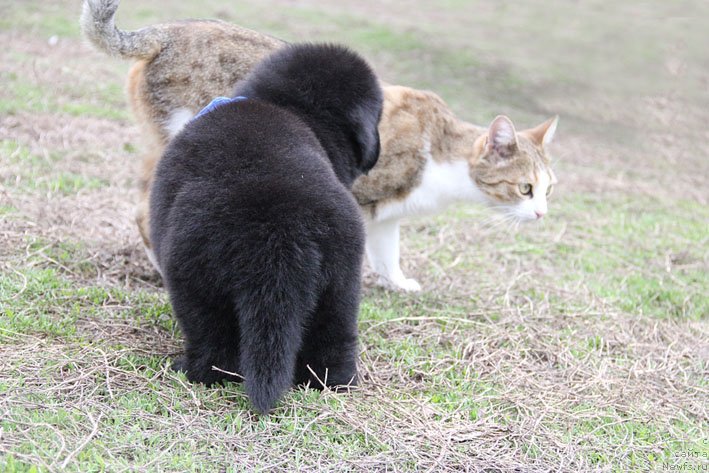 Фото: ньюфаундленд Честный Чиф с Берега Дона (Chestnyj Chif s Berega Dona)