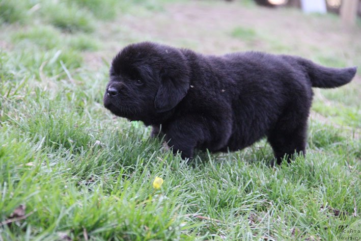 Фото: ньюфаундленд Черный Чанк с Берега Дона (Chernyj Chank s Berega Dona)