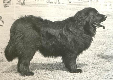 Фото: ньюфаундленд Зеста Девольф