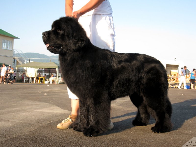 Фото: ньюфаундленд Калифорния Кара Дениз (Kaliforniya Kara Deniz)
