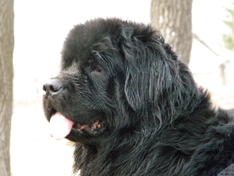 Фото: ньюфаундленд Чарли Большой Малыш (Charly Bolshoj Malysh)