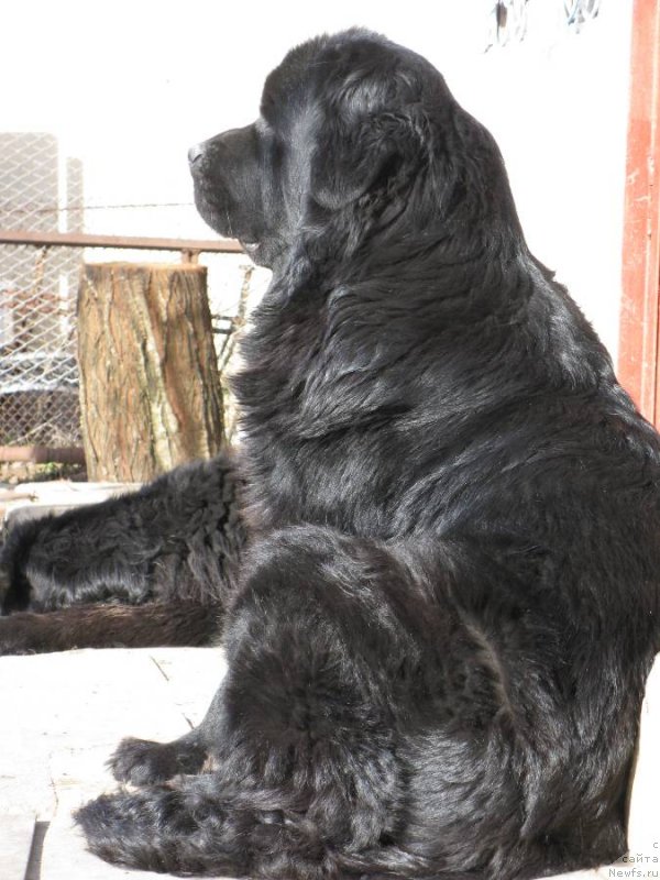 Фото: ньюфаундленд Сент Джонс София для Кара Дениз (Sent Djons Sofia Dlia Kara Deniz)