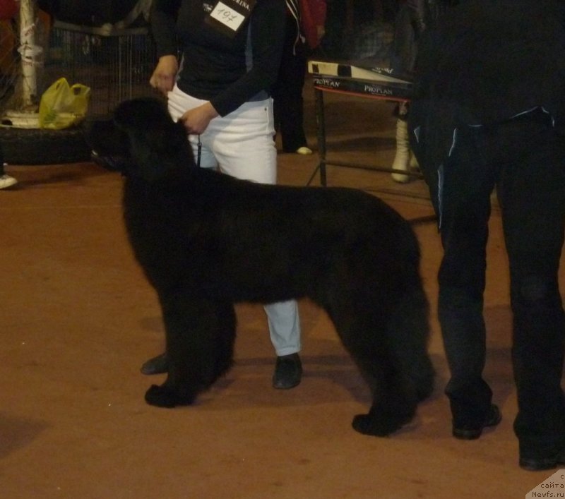 Фото: ньюфаундленд Анджело Орсо Ариадна (Angelo Orso Ariadna)