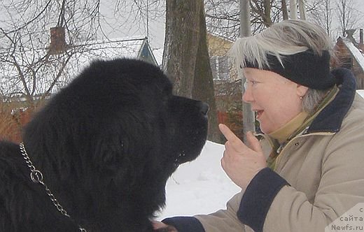 Фото: ньюфаундленд Bjornebandens Richardo Dot Com, Светлана Зырянова