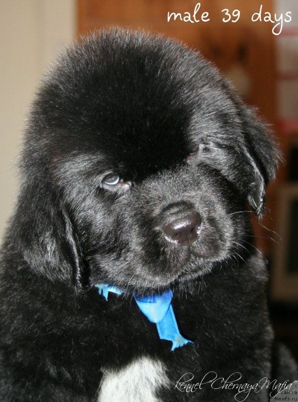 Фотография № 121568