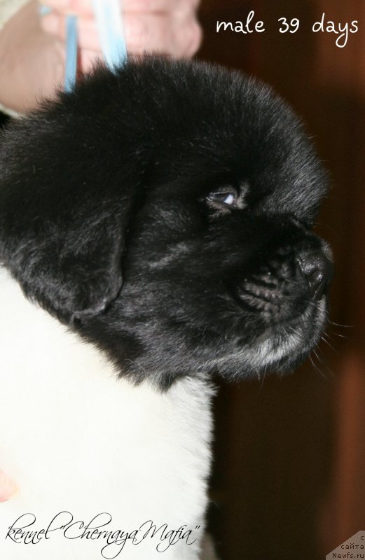 Фотография № 121575