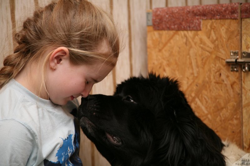 Фото: ньюфаундленд Аквиан Сонг Зеро Гравити (Akvian Song Zero Graviti)