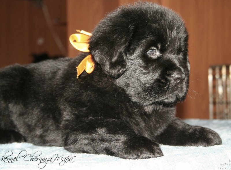 Фотография № 121586