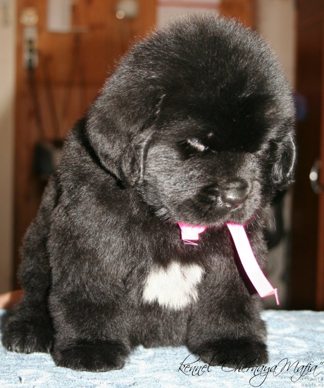 Фотография № 121594