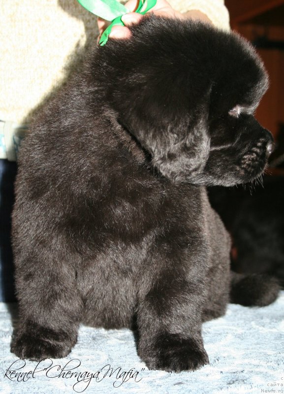 Фото: ньюфаундленд Черная Мафия Зоом Инто Ме (Chernaya Mafia Zoom Into Me)