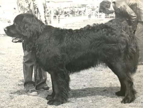 Фото: ньюфаундленд Олаф Фулвольф