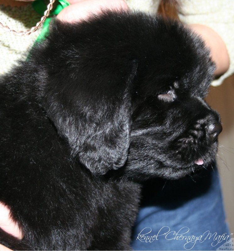 Фотография № 121600