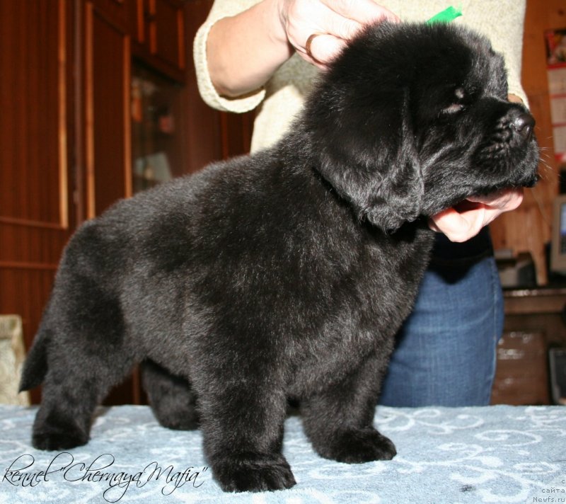 Фотография № 121601