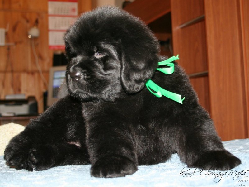 Фото: ньюфаундленд Черная Мафия Зоом Инто Ме (Chernaya Mafia Zoom Into Me)