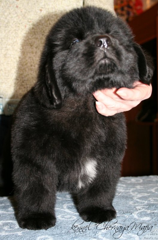 Фото: ньюфаундленд Черная Мафия Зесту Бетту (Chernaya Mafia Zesty Betty)