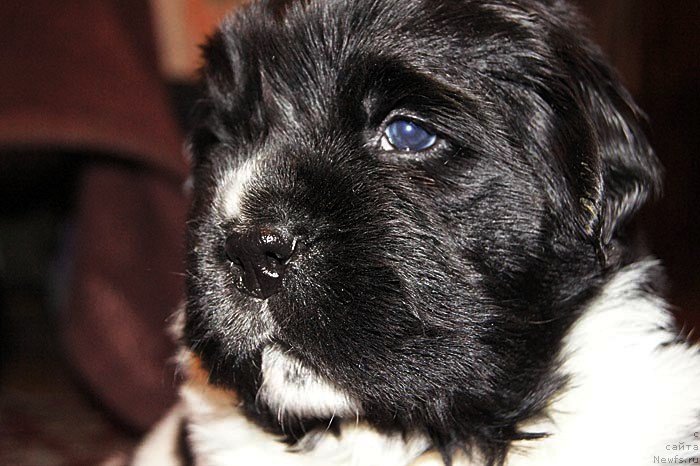 Фото: ньюфаундленд Супер Бизон Космос (Super Bizon Cosmos)