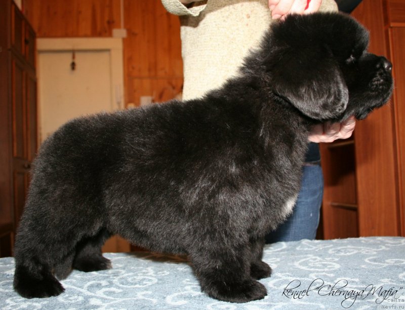 Фотография № 121611