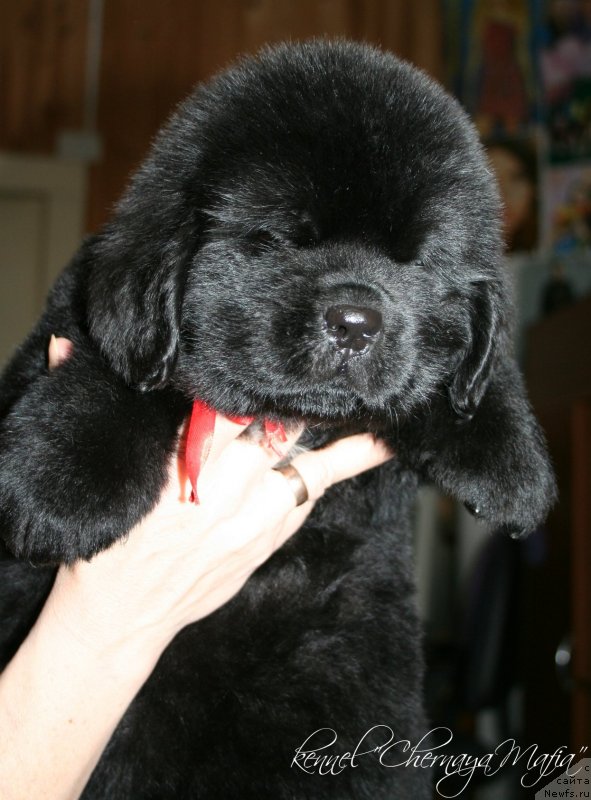 Фотография № 121613